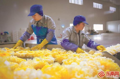 尤溪祥云銀耳 產(chǎn)銷兩旺，開拓生物制品新藍海